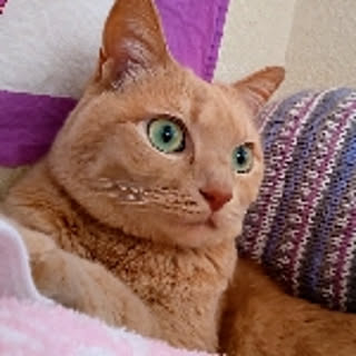mikomiko