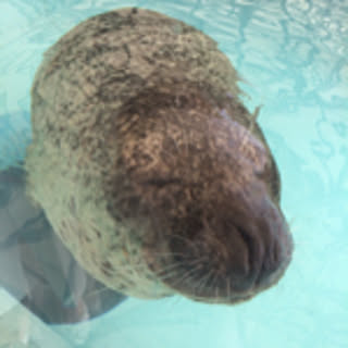 tuttu