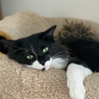 Tsumu