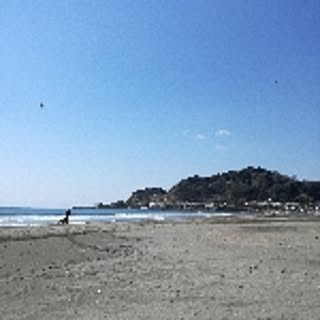 gray__pine
