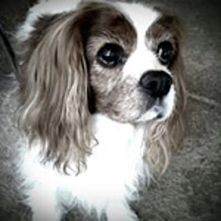Shoko
