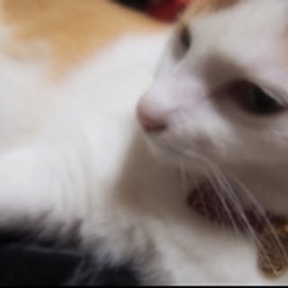 kiyosenko