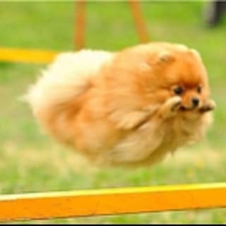 2306