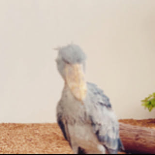 kirie