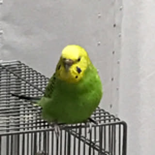 mrk