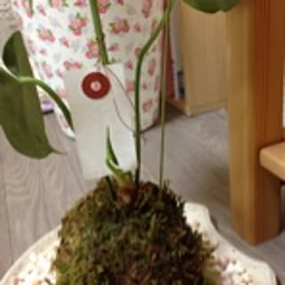 eriko