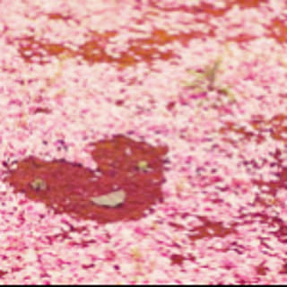 azuki
