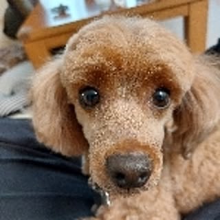 paro