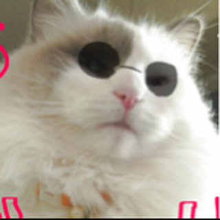 gomachan