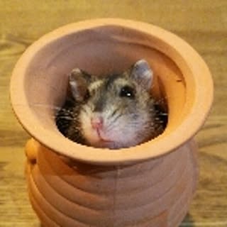 aimi