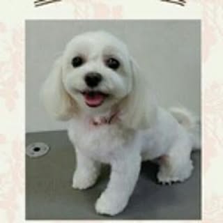 satomi