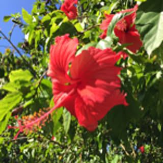 durrell_wildlife