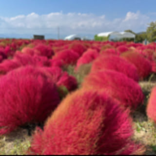mimoty