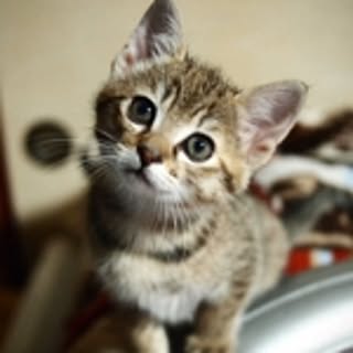 pinoko