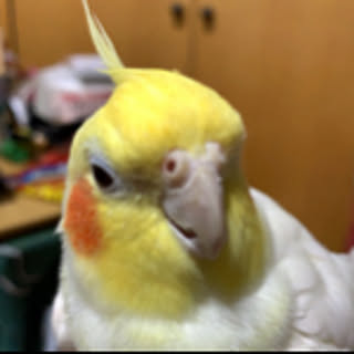 roku