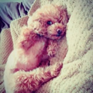 sachi