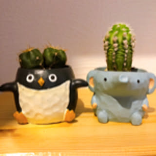 chisatomoco