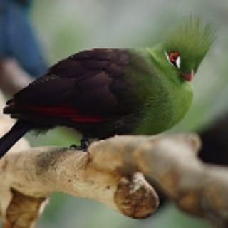 tatata