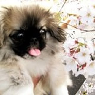 Aki