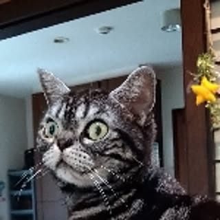 Takako