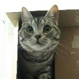 beechan