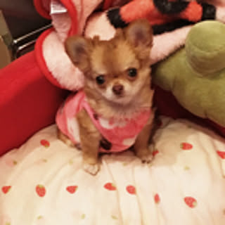 yukko