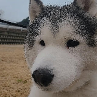 qqdyayako