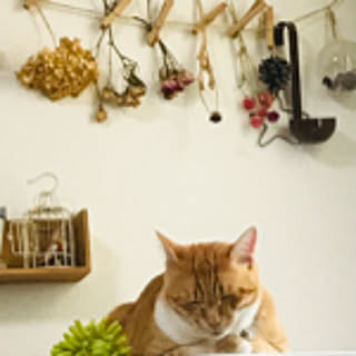Torako