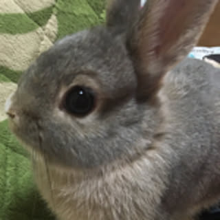 kaaami