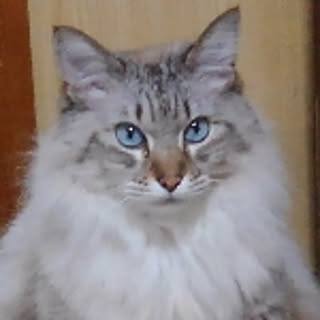 hosahosa