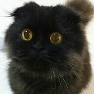 hiyokobiyori
