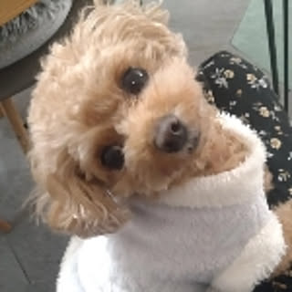 Mayumi