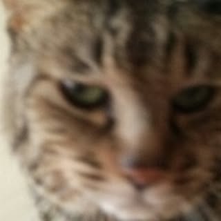 kittenblue