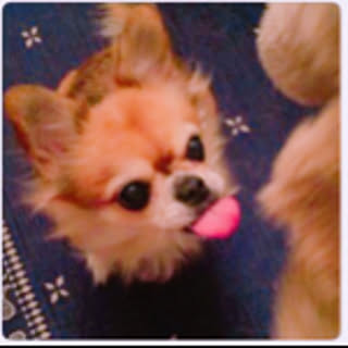 cocomomo_hi