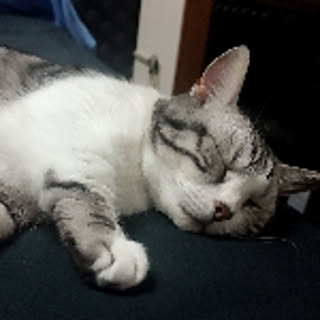 salang