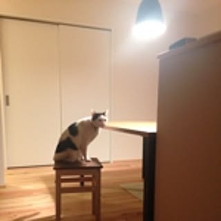 hachi8