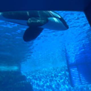 assasiu0218
