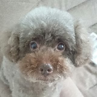 azuki