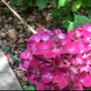 violet.