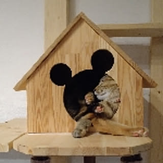 mameko