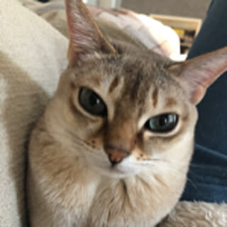 monaconyan