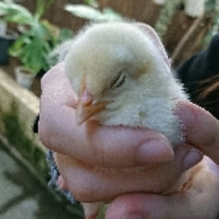 maruko