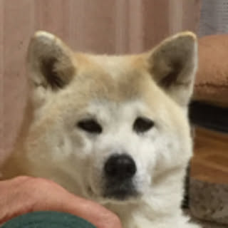 akitamaru