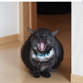 notail