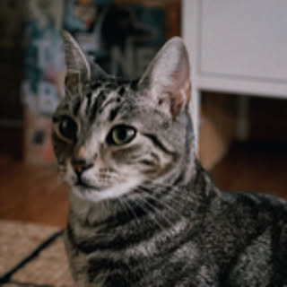 stephiedoo