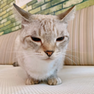 yuki