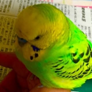 satoko