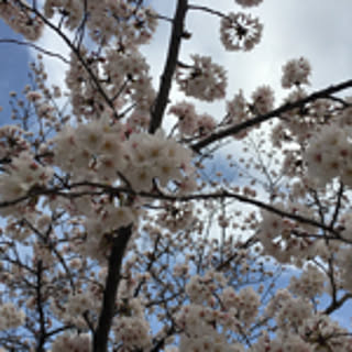 kinkinkoro