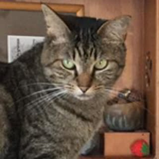 Mieko