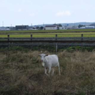 maruta